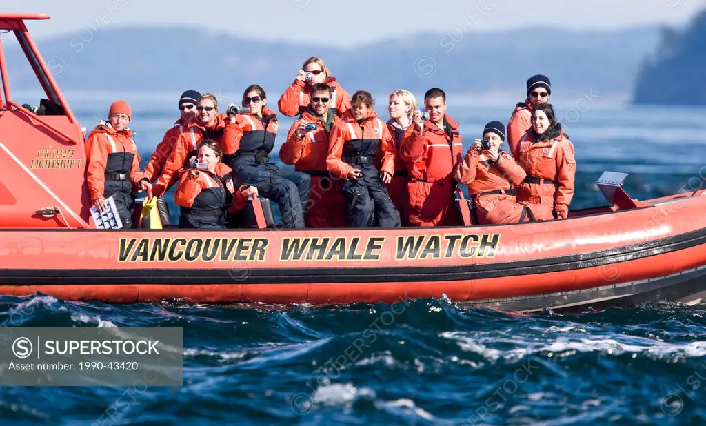 Whale watchers are treated to displays of breeching and spyhopping by a southern pod of resident Killer Whales in the Strait of Juan De Fuca. Southern...
