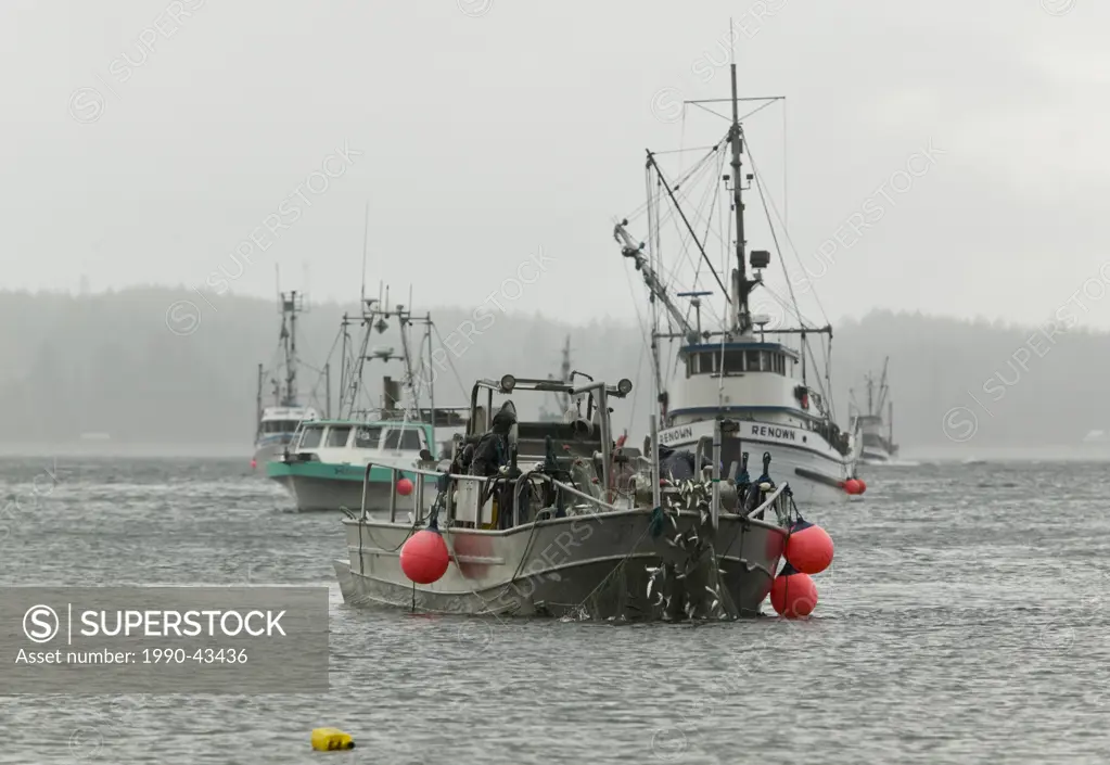 The annual herring fishery attracts a flotilla of fishing vessels all competing for a piece of the quota based fishery. Phibbs Point, Hornby Island, V...