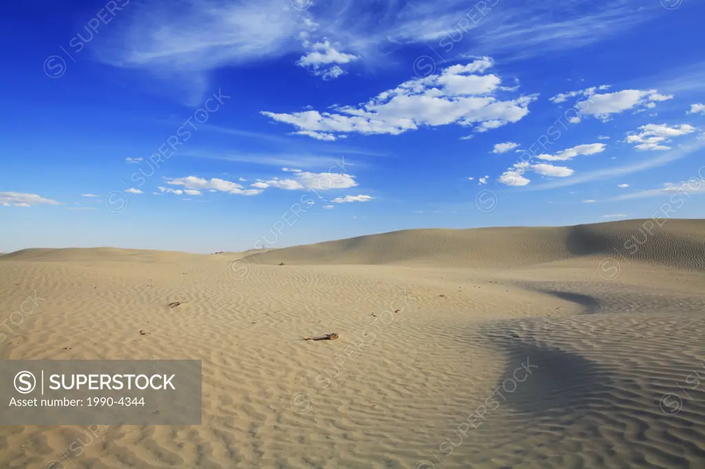 Sand dunes in the Great Sand Hills Ecological Reserve near Sceptre, Saskatchewan, Canada