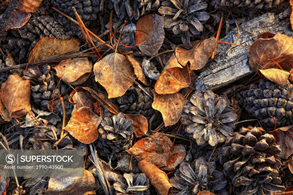 Pine cones, leaves and needles on the forest floor, Yukon.