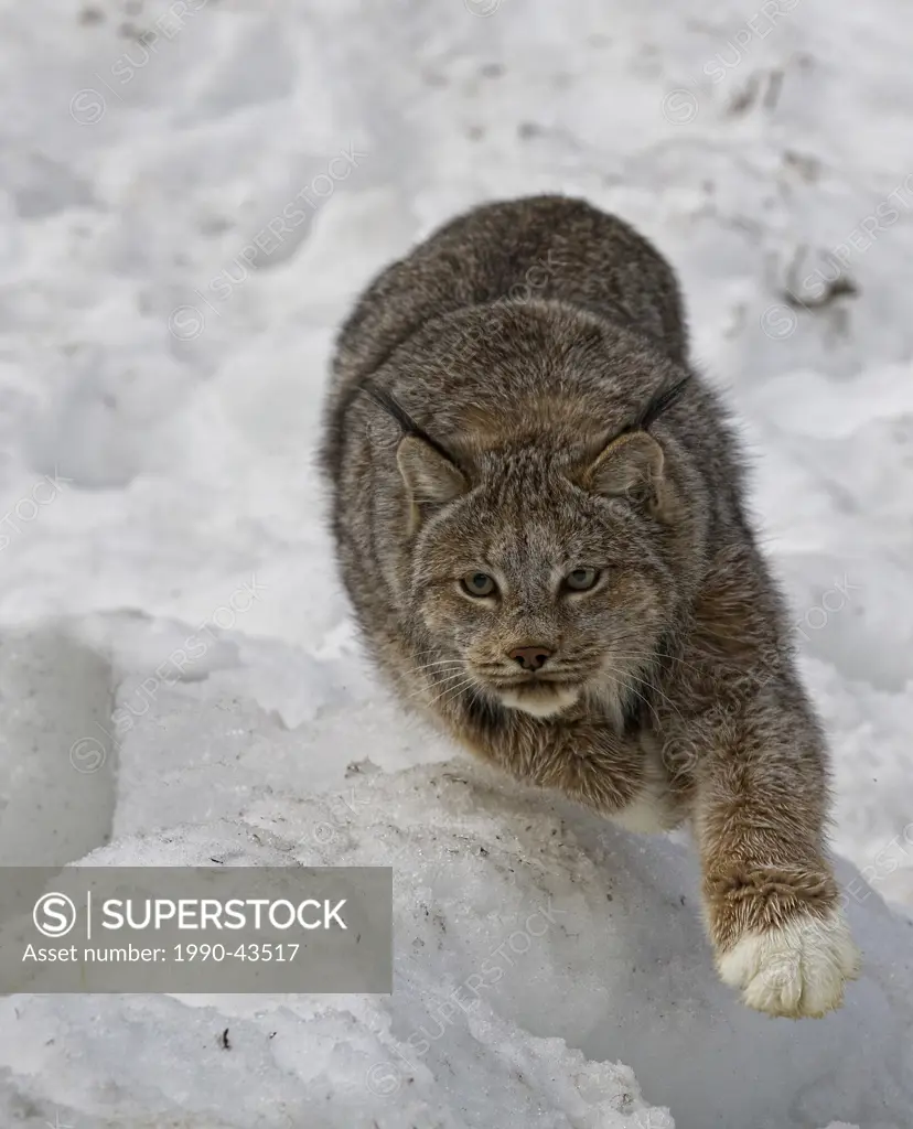 Lynx Lynx canadensis running near Watson Lake, Yukon.