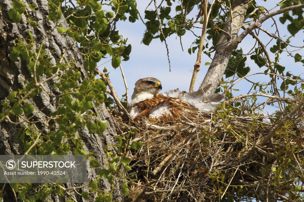 Ferruginous Hawk in a nest, near Grasslands National Park, Saskatchewan.
