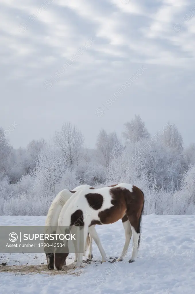 Two horses eating with frosted trees in the background, Strathcona County East of Edmonton, Alberta, Canada