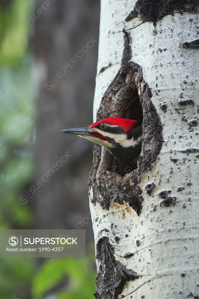 A pileated woodpecker dryocopus pileatus male pokes his head out of a cavity nest in an aspen tree, Alberta, Canada