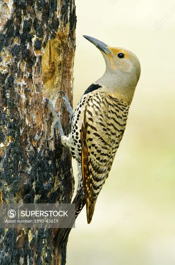 Female northern flicker Colaptes auratus _ red_shafted colour phase feeding nestlings in a cavity in a burnt ponderosa pine, southern Okanagan Valley,...