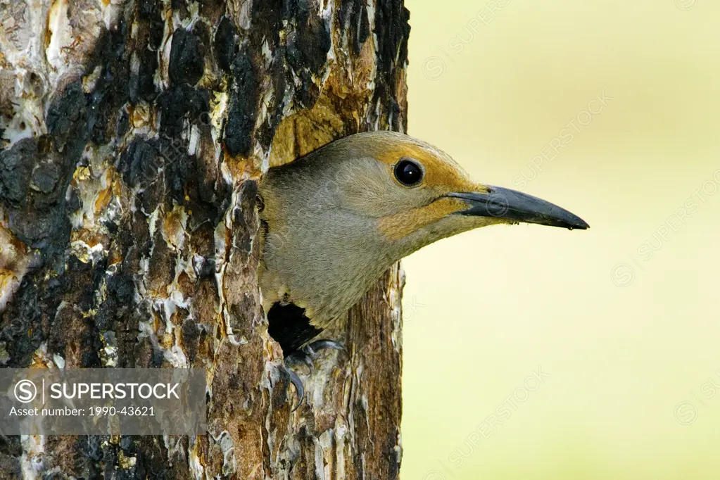 Female northern flicker Colaptes auratus _ red_shafted colour phase leaving nestlings in a cavity in a burnt ponderosa pine, southern Okanagan Valley,...