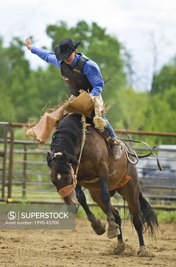 A bucking horse tries to unseat his rider at a rodeo event in Alberta, Canada