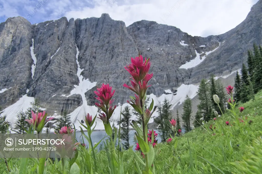 Meadow withe paintbrush wildflowers, the Rockwall at Floe Lake, Kootenay National Park, British Columbia, Canada