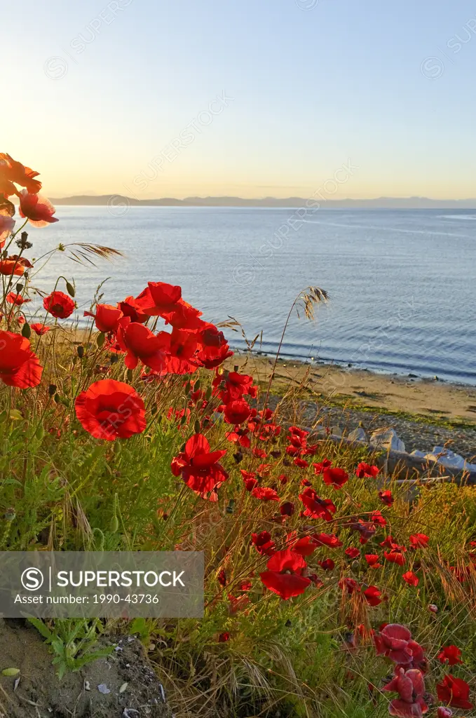 Red poppies at sunrise, Balmoral Beach, Comox, Britiah Columbia, Canada