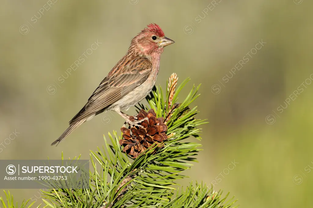 Cassin´s Finch Carpodacus cassinii on perch, Deschutes National Forest, Oregon, United States of America