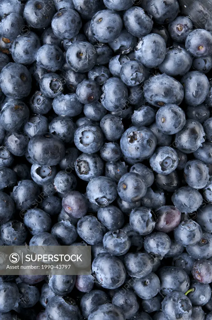 Close up of blueberries Vaccinium corymbosum