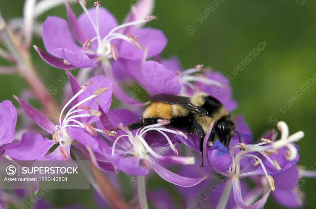 Close up of a Bumblebee Bombus terrestris gathering nectar and pollinating Fireweed Epilobium angustifolium blossoms.