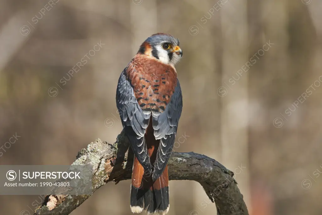 American Kestrel Falco sparverius _ captive