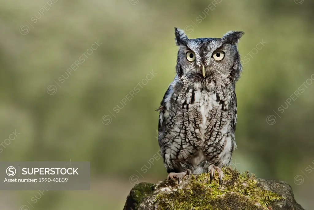 Screech Owl Otus asio gray phase _ captive