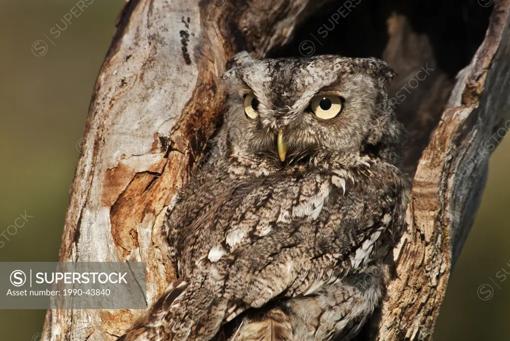 Screech Owl Otus asio gray phase in tree cavity _ captive