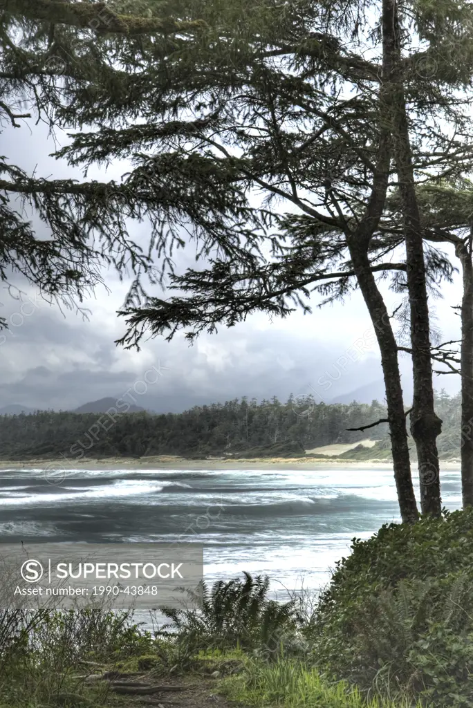 Long Beach Tofino waves framed by trees