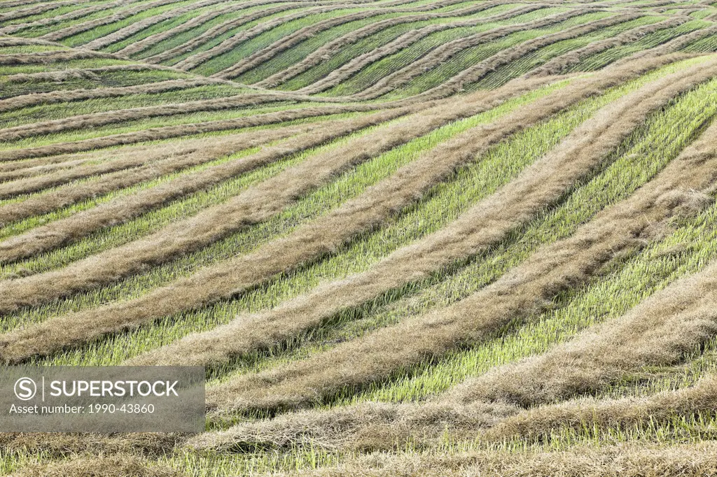 Swathed field and rolling hills at harvest time. Tiger Hills, Manitoba, Canada.