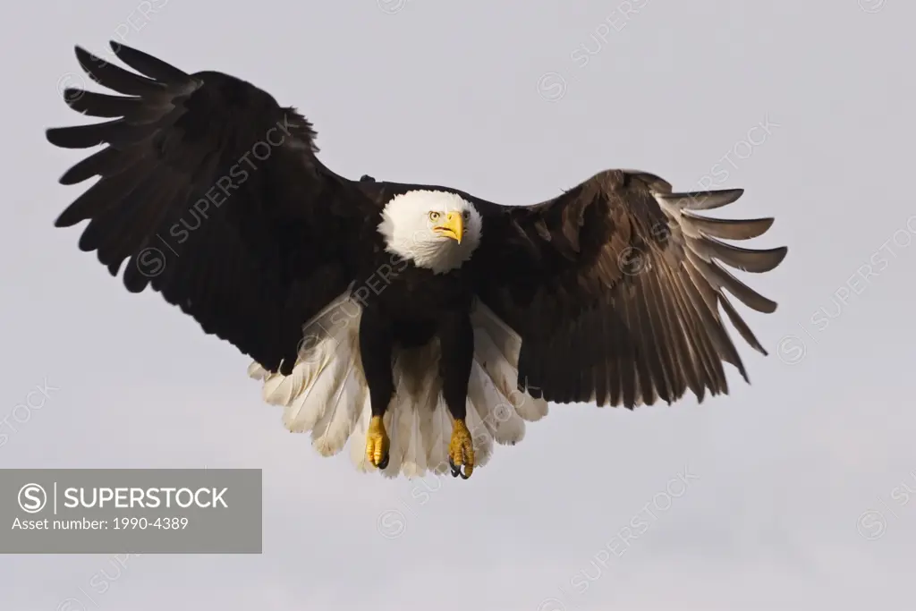 Bald Eagles, Canada