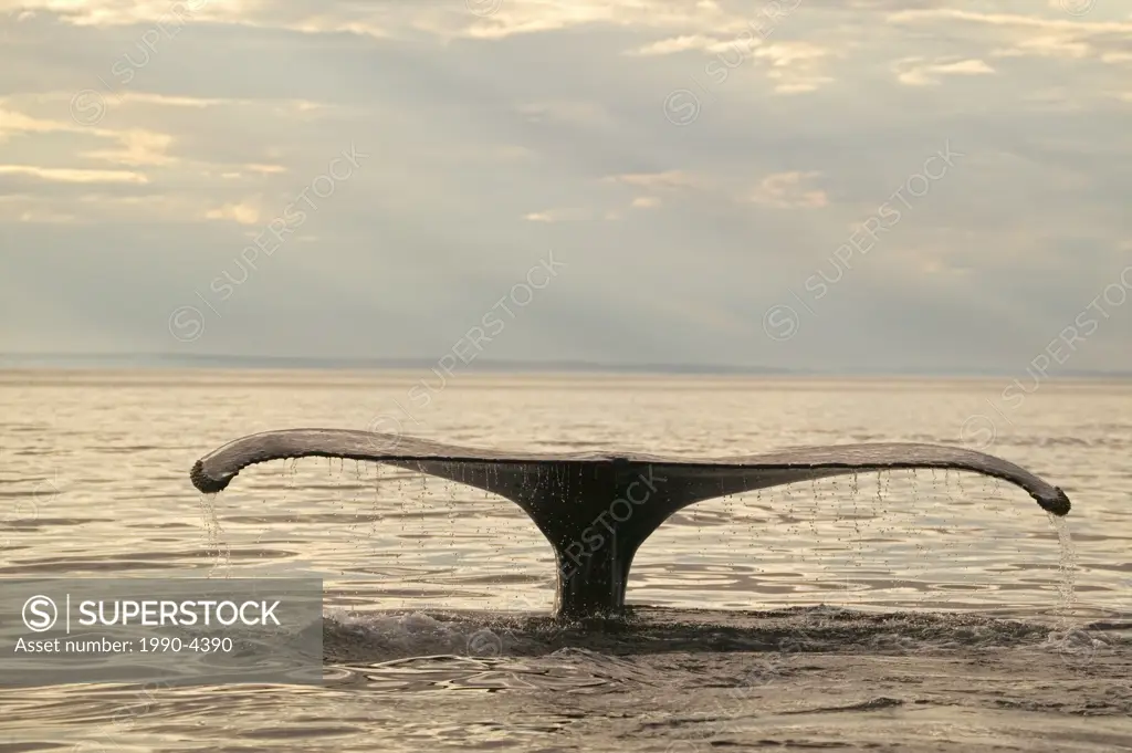 humpback whale, megaptera novaeangliae,Strait of Belle Isle, newfoundland, canada