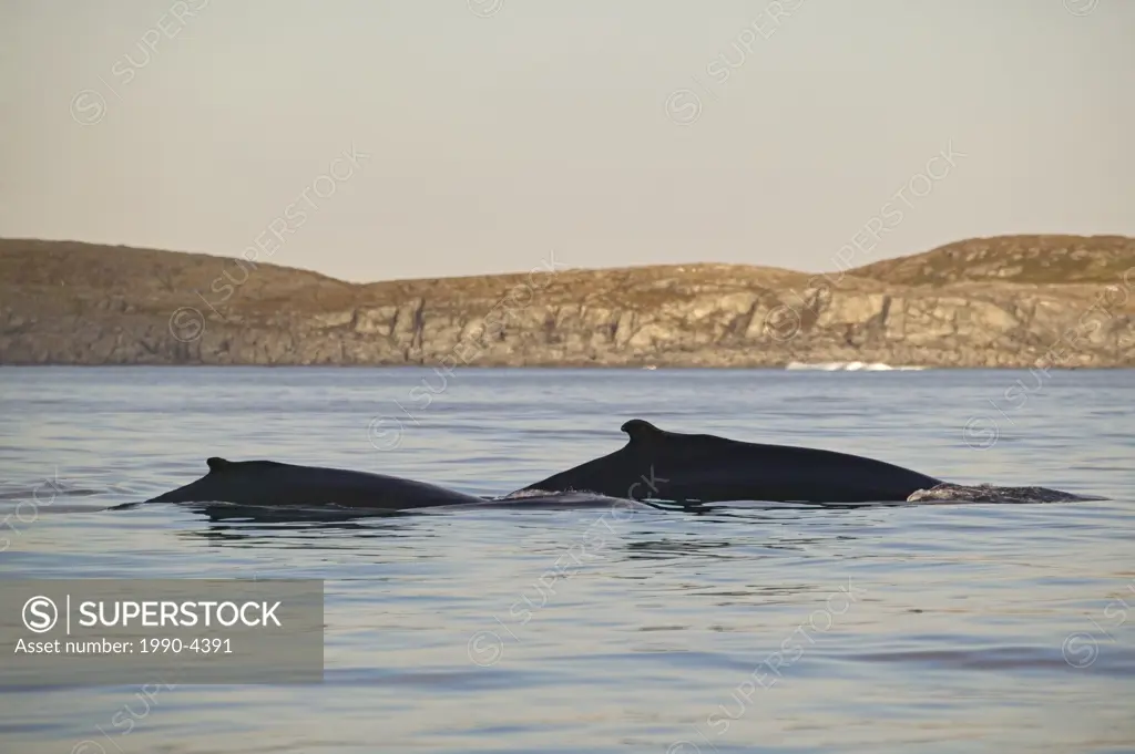 Humpback Whale, Megaptera novaeangliae, Newfoundland and Labrador, Canada