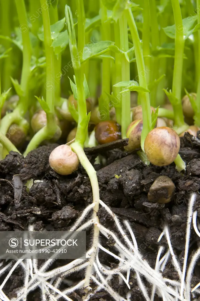 Bean sprouts ready for harvesting expose their root system in the fertile soil. Courtenay, The Comox Valley, Vancouver Island, British Columbia, Canad...