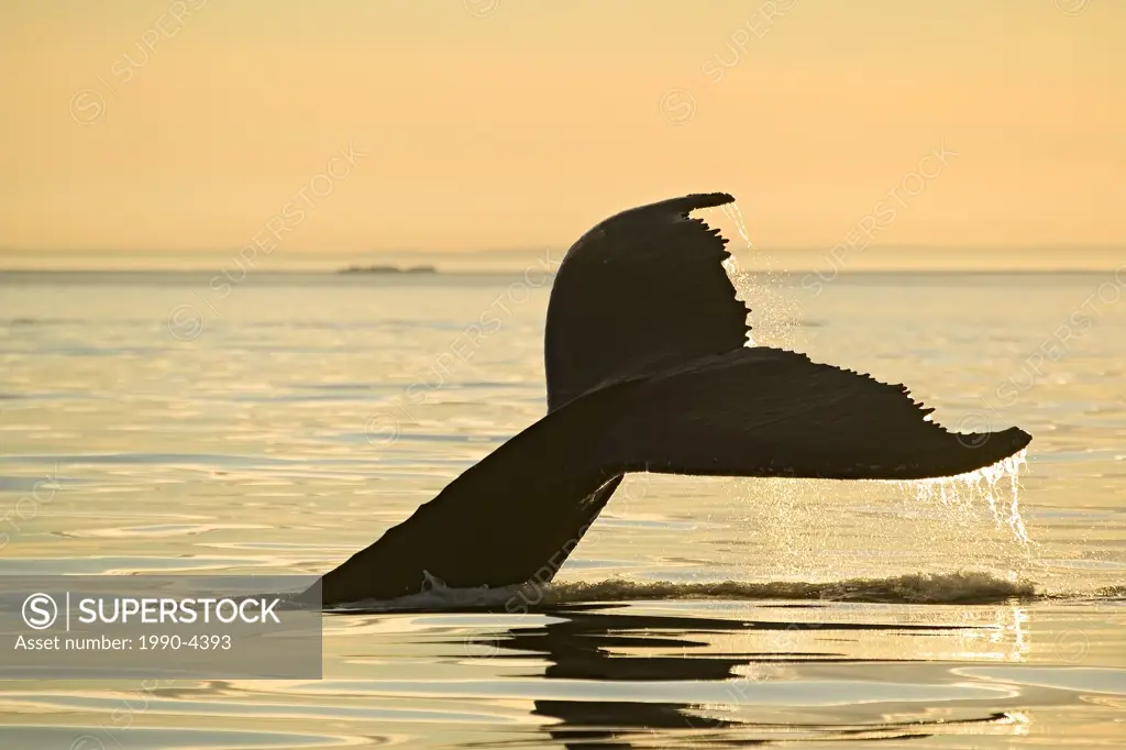 Humpback Whale, Megaptera novaeangliae, Iceberg Alley, Newfoundland and Labrador, Canada