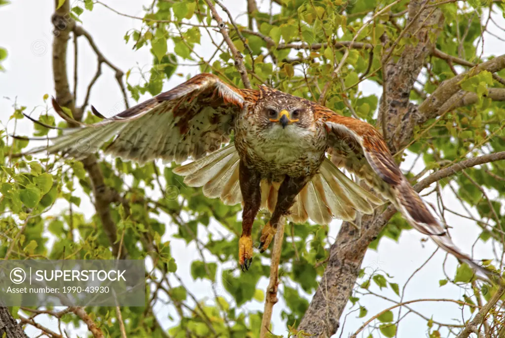 Ferruginous Hawk Buteo regalis in flight, near Grasslands National Park, Saskatchewan.