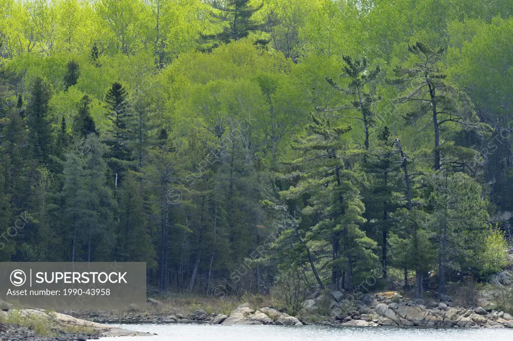 Pines and aspens on shore of North Channel, La Cloche Island, Ontario, Canada
