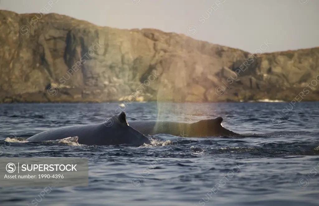 Humpback Whale, megaptera novaeangliae, Strait of belle Isle, Northern Peninsula, Newfoundland, Canada