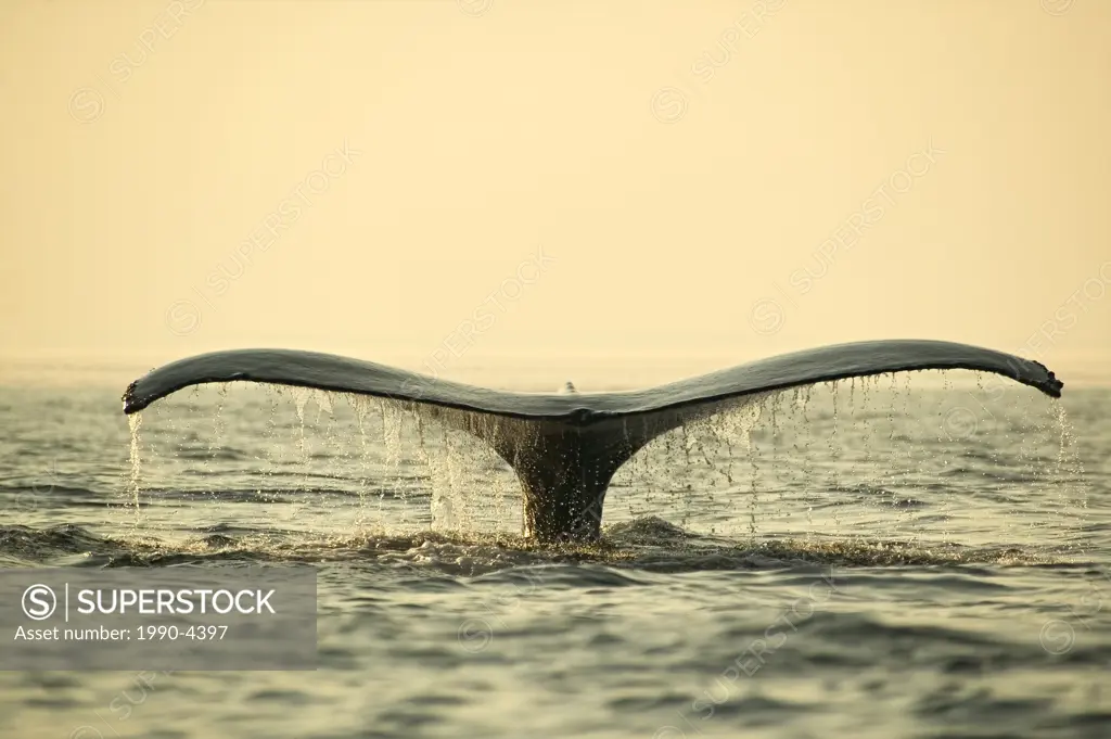 Humpback Whale, Megaptera novaeangliae, Newfoundland and Labrador, Canada
