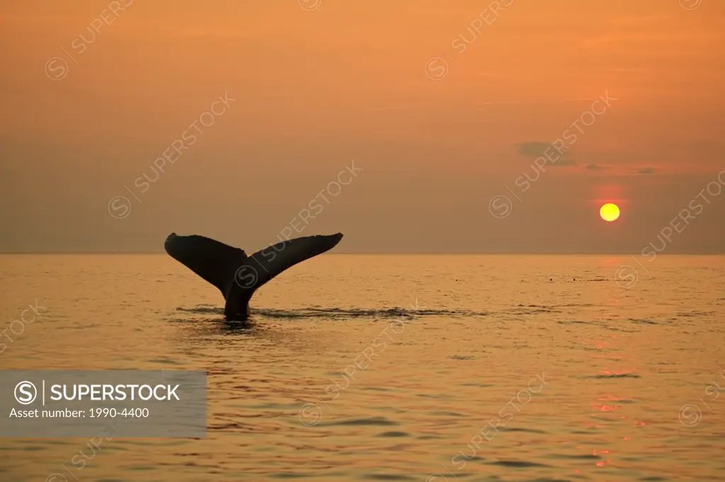 Humpback Whale, Megaptera novaeangliae, Iceberg Alley, Newfoundland and Labrador, Canada