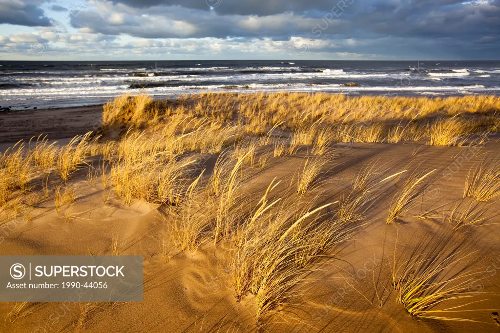 Sand dunes and Marram Grass, Brackley, Prince Edward Island National Park, Prince Edward Island, Canada