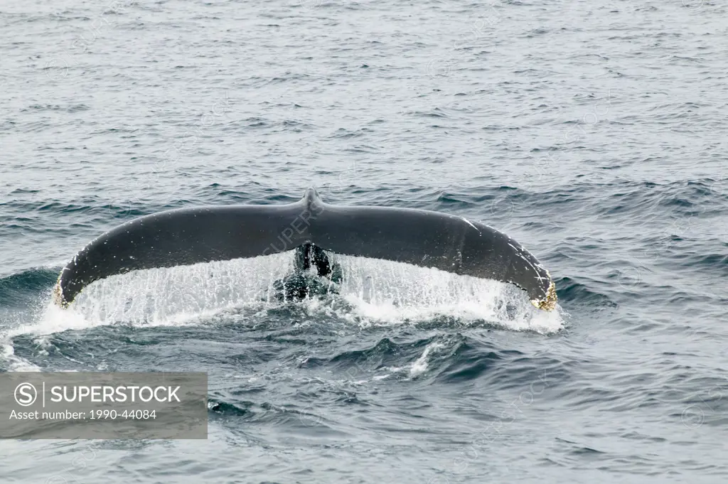 Humpback Whale, Megaptera novaeangliae, Newfoundland, Canada