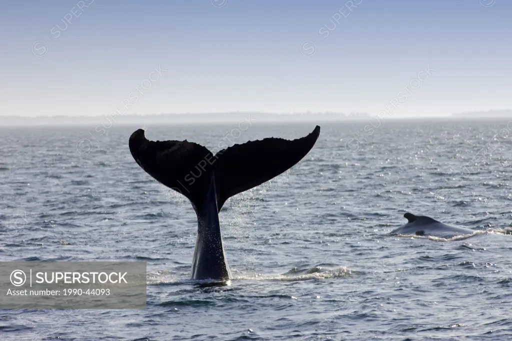 Humpback Whale, Megaptera novaeangliae, Bay of Fundy, New Brunswick, Canada