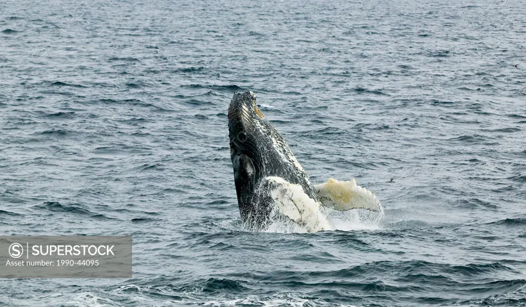 Humpback Whale breaching, Megaptera novaeangliae, Witless Bay Ecological Reserve, Newfoundland, Canada