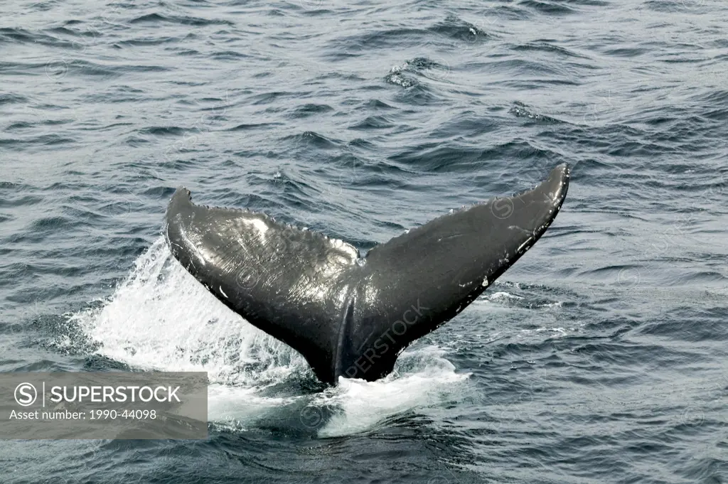 Humpback Whale, Megaptera novaeangliae, Witless Bay Ecological Reserve, Newfoundland, Canada