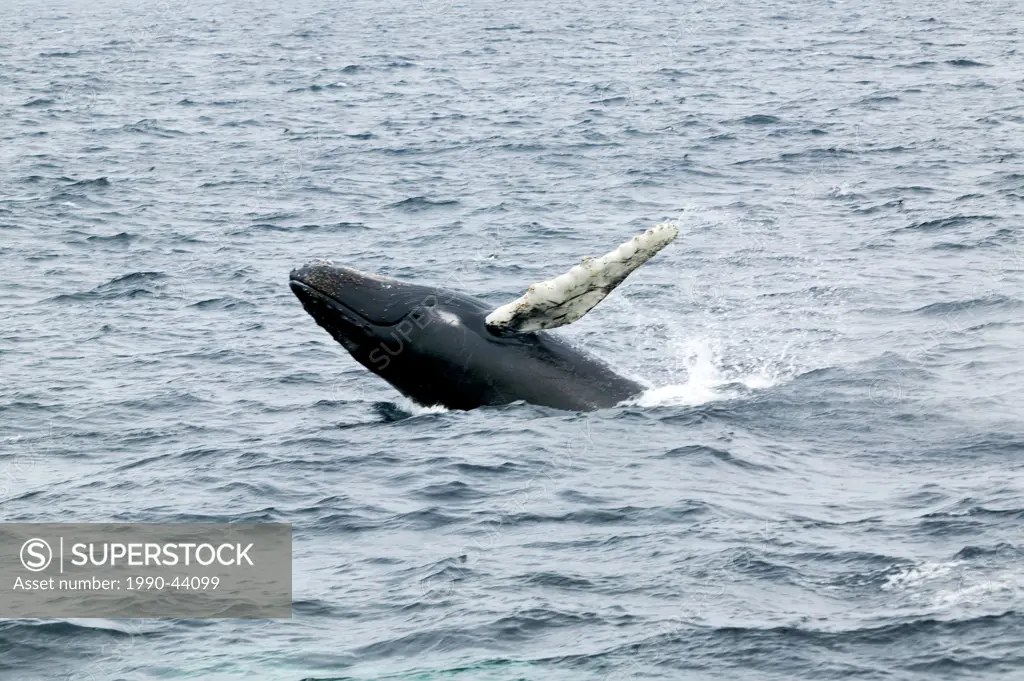 Humpback Whale breaching, Megaptera novaeangliae, Witless Bay Ecological Reserve, Newfoundland, Canada
