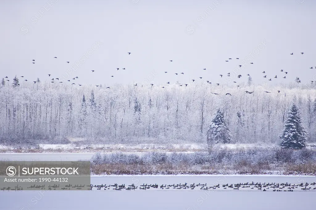 Waterfowl, Branta canadensis on partly frozen lake during migration, Elk Island National Park, Alberta, Canada