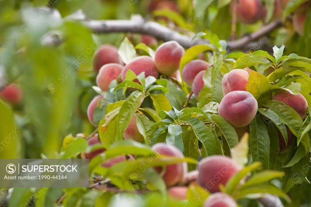 Peaches growing on Peach tree, British Columbia, Canada