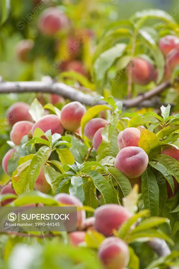 Peaches growing on Peach tree, British Columbia, Canada