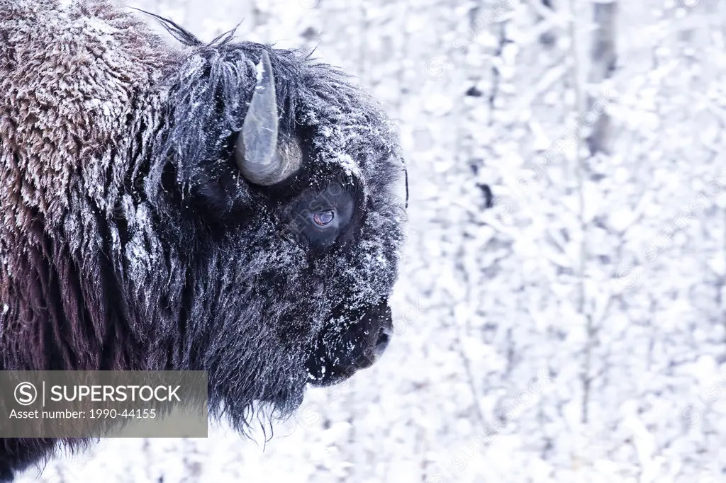 Snow covered Bull Bison, Bos bison, Elk Island National Park, Alberta, Canada