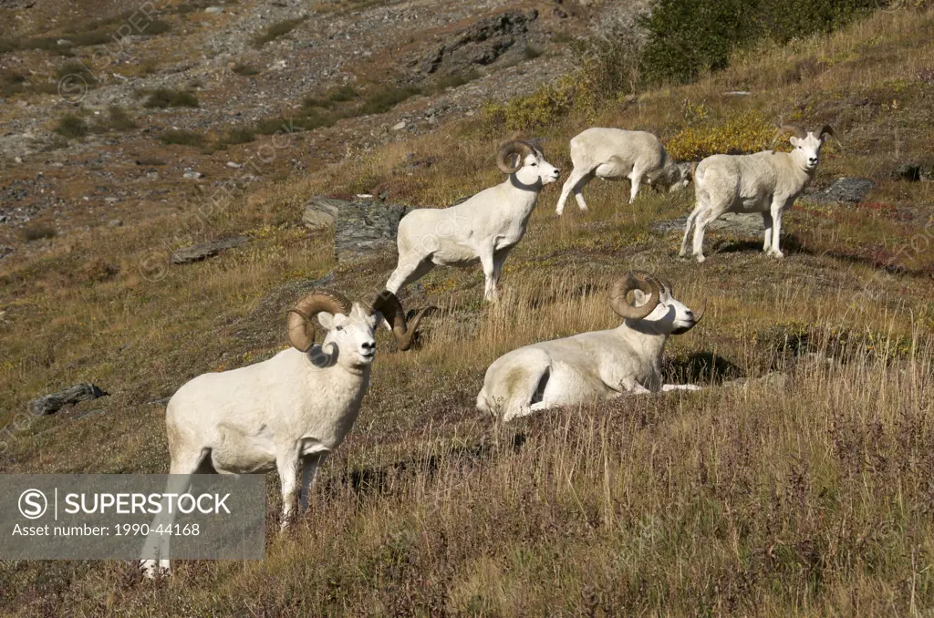 Band of Dall Sheep Male Ovis dalli relaxing on rocky mountainside of Alaska, North America.