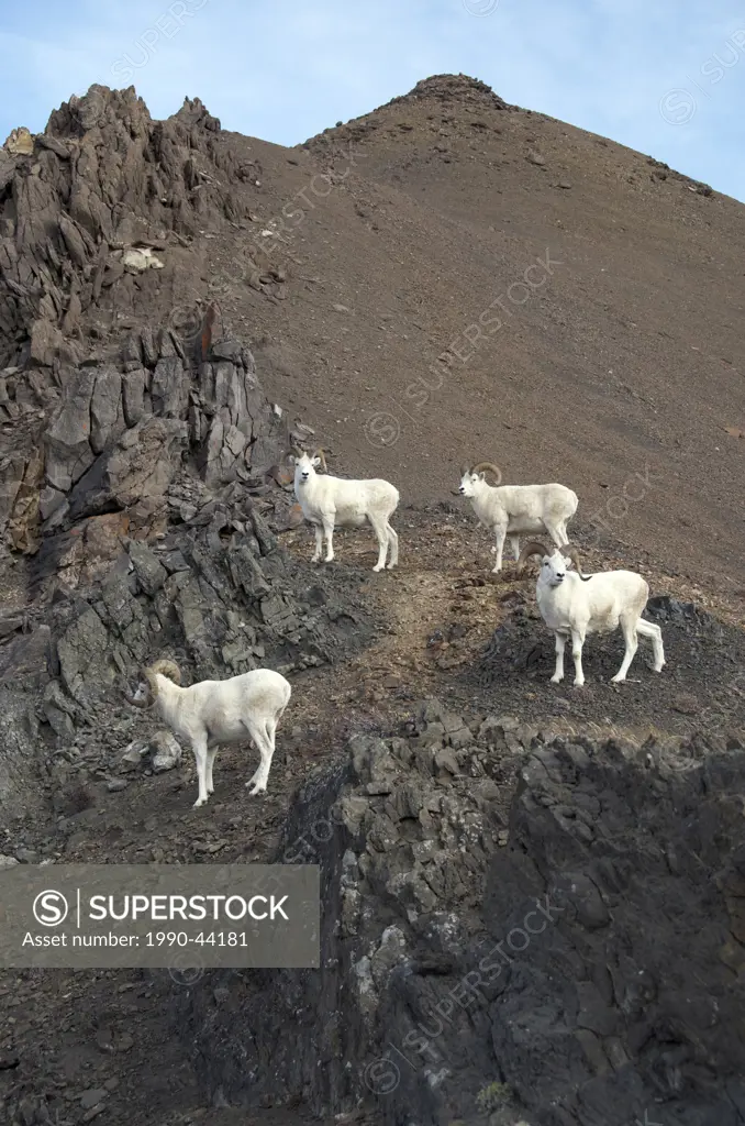 Dall Sheep Male Ovis dalli is a species of sheep native to northwestern North America.