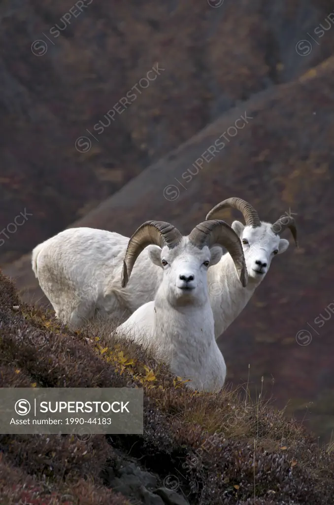 Dall Sheep Male Ovis dalli is a species of sheep native to northwestern North America.