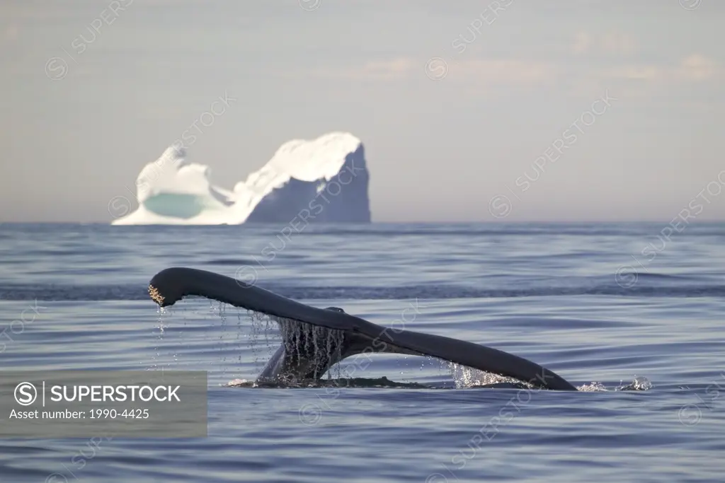 Humpback Whale, Megaptera novaeangliae and Iceberg, Iceberg Alley, Newfoundland and Labrador, Canada