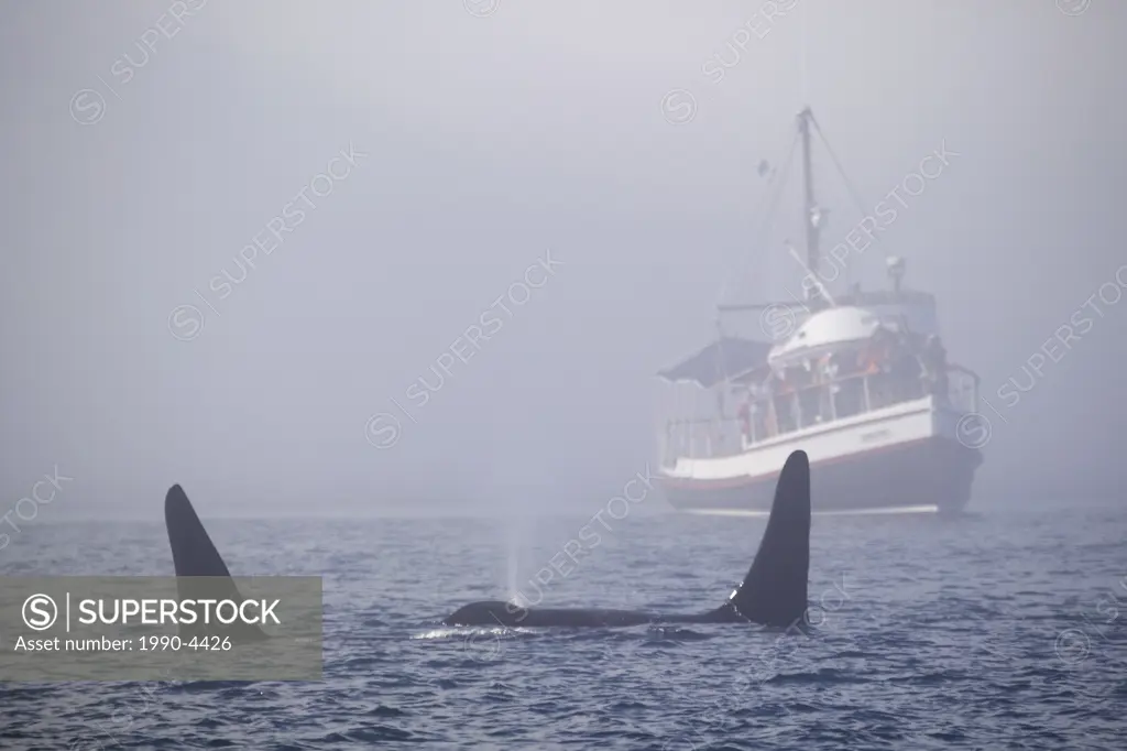 Gikumi whale watching boat off Telegraph Cove in fog with two male Orca Whales, British Columbia, Canada