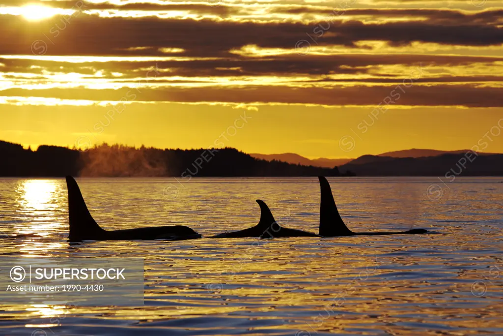 Orcas at sunset, Killer Whales off Northern Vancouver Island, British Columbia, Canada