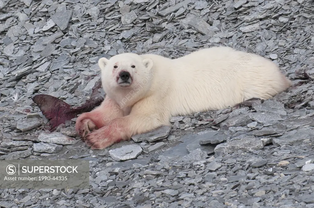A young polar bear eating a baby whale likely a narwhale on the shore of Devon Island, Nunavut, part of Canada´s Eastern Arctic