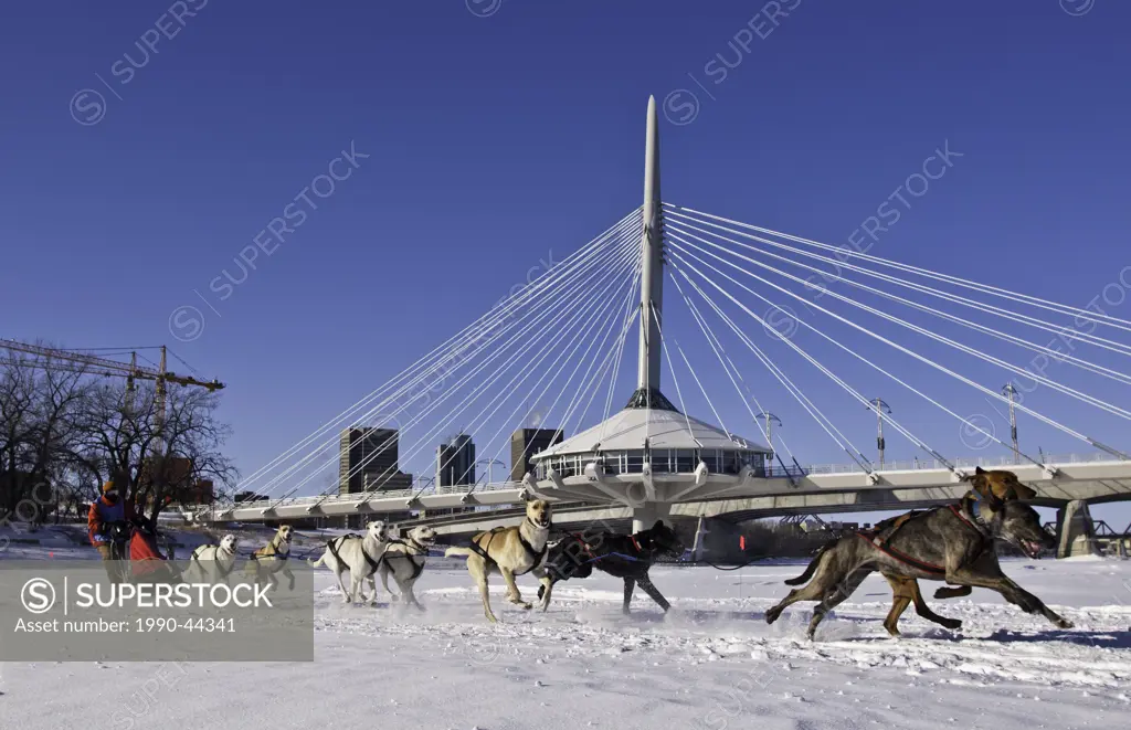 Dog sled racing on the Red River, The Forks, Winnipeg, Manitoba, Canada