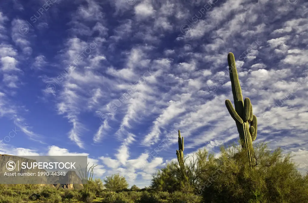 Saguaro Cactus Carnegiea gigantea, Supestition Mountains near Apache Junction, Arizona, United States of America